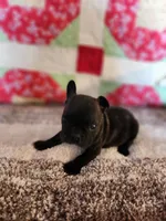 Derby, a male French Bulldog for sale in Keota, OK – 5 of 7