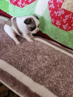 Conway, a male French Bulldog for sale in Keota, OK – Photo 4 of 5