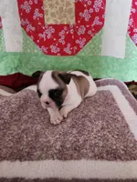 Conway, a male French Bulldog for sale in Keota, OK – Photo 5 of 5