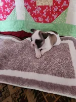 Conway, a male French Bulldog for sale in Keota, OK – Photo 3 of 5