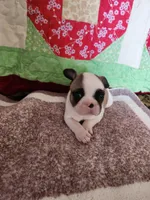 Conway, a male French Bulldog for sale in Keota, OK – Photo 2 of 5