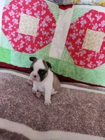 Conway, a male French Bulldog for sale in Keota, OK – Photo 1 of 5