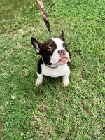 Brandy , a female American Bully for sale in Keota, OK – 2 of 5
