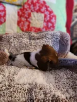 Turbo , a male Dachshund for sale in Keota, OK – 7 of 10