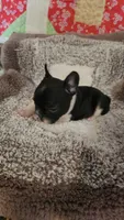 Bobbi-Socks, a female French Bulldog for sale in Keota, OK – 4 of 9