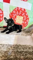 Onyx, a female French Bulldog for sale in Keota, OK – 4 of 9