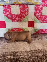 Cinnamon, a female French Bulldog for sale in Keota, OK – 6 of 7