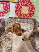 Aspen, a female Dachshund for sale in Keota, OK – 5 of 6