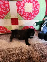 Derby, a male French Bulldog for sale in Keota, OK – 4 of 7