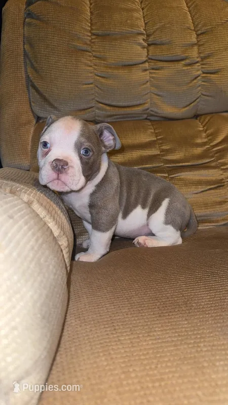 Tank – American Bully puppy for sale in Keota, OK