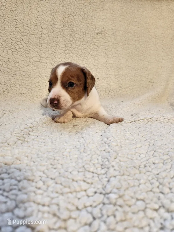 Aspen – Dachshund puppy for sale in Keota, OK