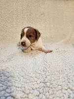 Aspen, a female Dachshund for sale in Keota, OK – 1 of 2