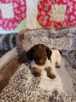 Buttons and bows, a female Dachshund for sale in Keota, OK – 4 of 10