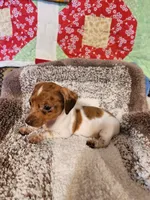 Aspen, a female Dachshund for sale in Keota, OK – 6 of 6