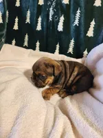 Harmony, a female English Bulldog for sale in Keota, OK – Photo 2 of 4