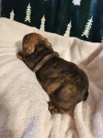 Harmony, a female English Bulldog for sale in Keota, OK – Photo 4 of 4