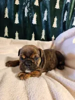 Harmony, a female English Bulldog for sale in Keota, OK – Photo 1 of 4