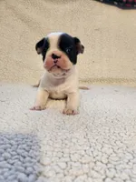 Clint, a male French Bulldog for sale in Keota, OK – 3 of 3