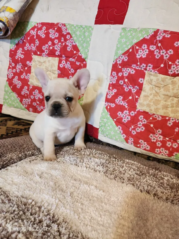 Ivory Rose – French Bulldog puppy for sale in Keota, OK