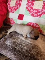 Cinnamon, a female French Bulldog for sale in Keota, OK – 7 of 7