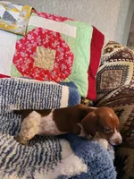 Turbo , a male Dachshund for sale in Keota, OK – 2 of 10