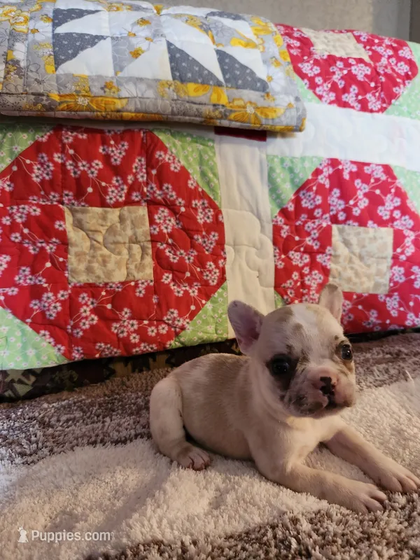 Cinnamon Jo – French Bulldog puppy for sale in Keota, OK