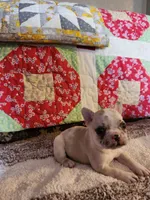 Cinnamon Jo, a female French Bulldog for sale in Keota, OK – 2 of 3
