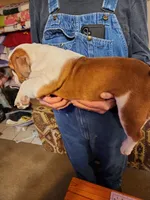 Trinity, a female English Bulldog for sale in Keota, OK – Photo 3 of 4