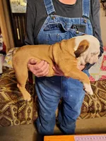 Trinity, a female English Bulldog for sale in Keota, OK – Photo 4 of 4