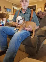 Trinity, a female English Bulldog for sale in Keota, OK – Photo 2 of 4