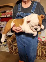 Trinity, a female English Bulldog for sale in Keota, OK – Photo 1 of 4