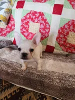 Hondo, a male French Bulldog for sale in Keota, OK – 6 of 7