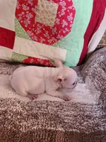 Breezie , a female French Bulldog for sale in Keota, OK – 4 of 6