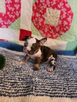 Turbo , a male French Bulldog for sale in Keota, OK – 2 of 7