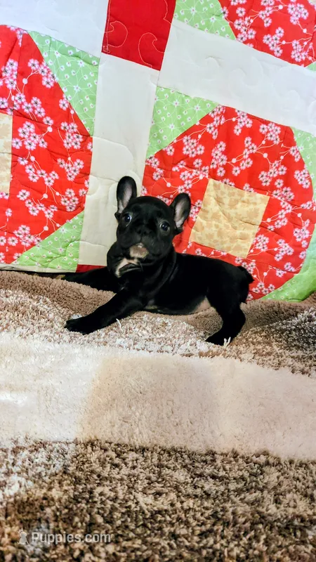 Onyx – French Bulldog puppy for sale in Keota, OK