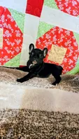 Onyx, a female French Bulldog for sale in Keota, OK – 1 of 9