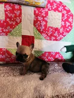 Charm, a female French Bulldog for sale in Keota, OK – 2 of 7