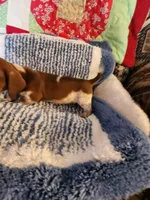 Turbo , a male Dachshund for sale in Keota, OK – 4 of 10