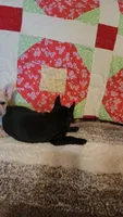 Onyx, a female French Bulldog for sale in Keota, OK – 8 of 9