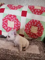 Hondo, a male French Bulldog for sale in Keota, OK – 7 of 7