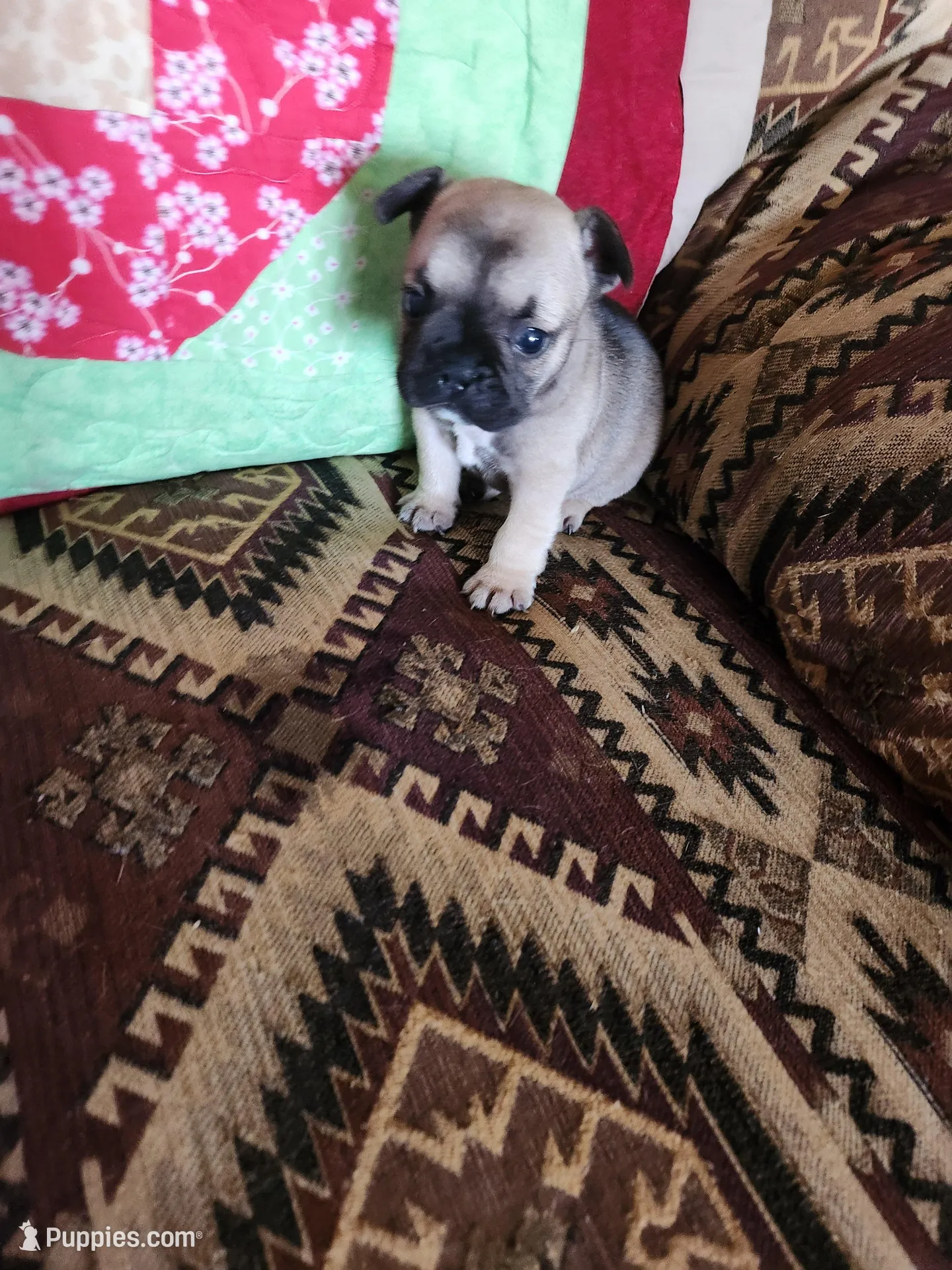 Choctaw – French Bulldog puppy for sale in Keota, OK