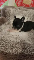 Bobbi-Socks, a female French Bulldog for sale in Keota, OK – 9 of 9