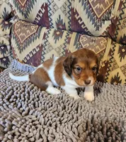 Hawk, a male Dachshund for sale in Keota, OK – 6 of 7
