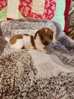Aspen, a female Dachshund for sale in Keota, OK – 4 of 6
