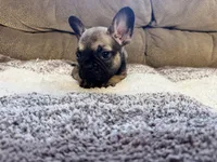 Damon , a male French Bulldog for sale in Keota, OK – 2 of 4