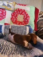 Turbo , a male Dachshund for sale in Keota, OK – 9 of 10