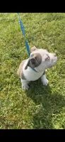 Tank, a male American Bully for sale in Keota, OK – 2 of 5