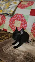 Onyx, a female French Bulldog for sale in Keota, OK – 6 of 9