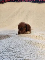 Diesel, a male Dachshund for sale in Keota, OK – 3 of 3