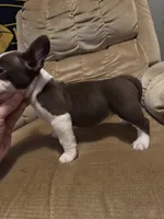 Brandy , a female American Bully for sale in Keota, OK – Photo 2 of 2